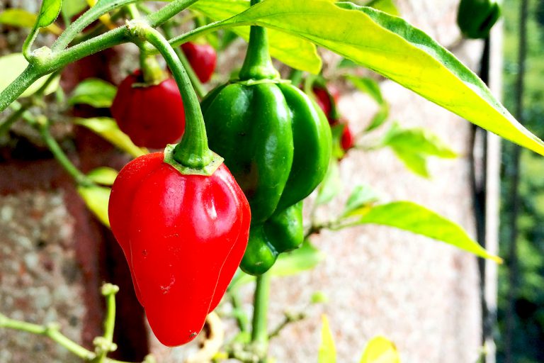 Habanero Chili Pepper - MiMilpa - Gastronomy of Mexico